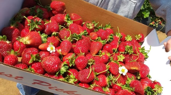 Strawberries!